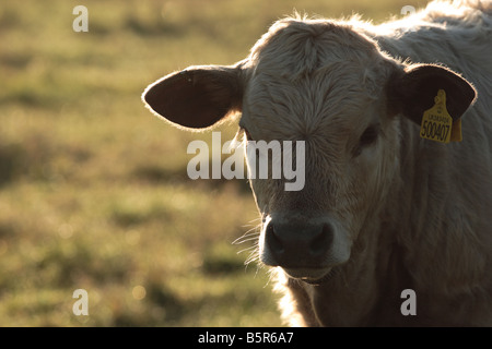 Veau boeuf avec l'Oreille, rétroéclairé par la lumière du soleil tôt le matin. Banque D'Images