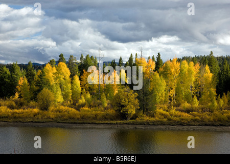 Trembles doré avec la couleur en automne, Snake River, Oxbow Bend, Grand Teton National Park, Wyoming, USA Banque D'Images