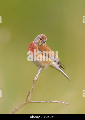 Acanthis cannabina linnet au Pays de Galles, Royaume-Uni Banque D'Images