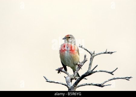 Acanthis cannabina linnet au Pays de Galles, Royaume-Uni Banque D'Images