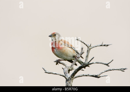 Acanthis cannabina linnet au Pays de Galles, Royaume-Uni Banque D'Images