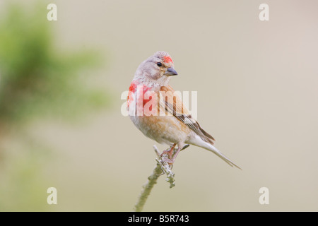 Acanthis cannabina linnet au Pays de Galles, Royaume-Uni Banque D'Images