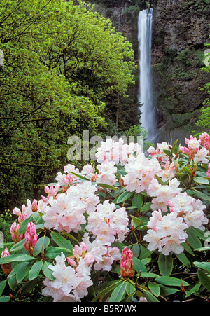 Rhododendron à Chutes de Multnomah Columbia River Gorge National Scenic Area Oregon Banque D'Images