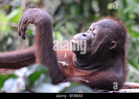 Orang-outan à jouer dans la réserve de Sepilok, Bornéo Banque D'Images