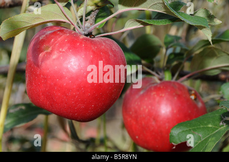 Deux pommes rouges. Banque D'Images