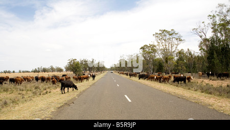 Le pâturage du bétail sur le côté de la route, l'arrière-pays australien Banque D'Images