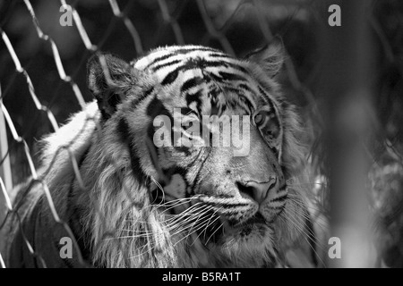 Un tigre en captivité dans un zoo en noir et blanc Banque D'Images