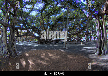 Ce Banyan Tree a été planté en 1873 et est l'un des plus importants aux États-Unis couvrant tout un pâté de maisons, Lahaina, Maui, Hawaï. Banque D'Images