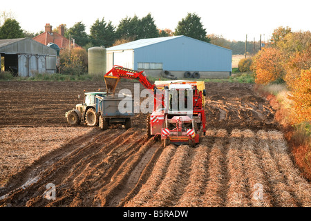 La récolte de pommes de terre aux agriculteurs à l'automne 'North Norfolk' UK Banque D'Images