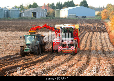 La récolte de pommes de terre aux agriculteurs à l'automne 'North Norfolk' UK Banque D'Images