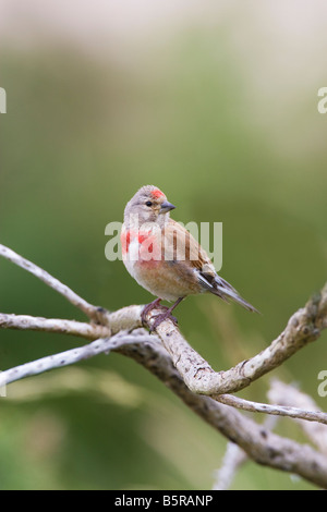 Acanthis cannabina linnet au Pays de Galles, Royaume-Uni Banque D'Images