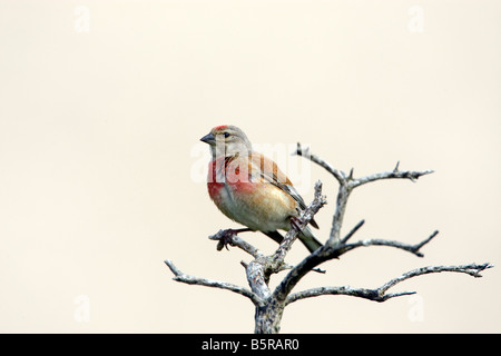 Acanthis cannabina linnet au Pays de Galles, Royaume-Uni Banque D'Images