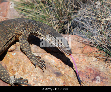 Le Goanna australienne Banque D'Images