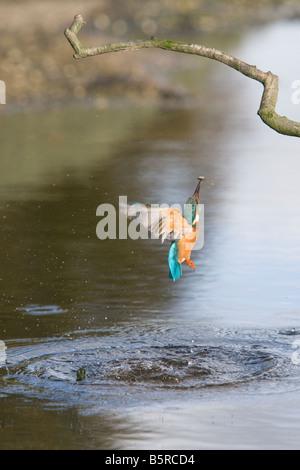 Alcedo atthis kingfisher émergeant de l'eau Banque D'Images