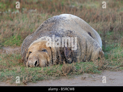 Phoque gris couchage massive et Bull. Halichoerus grypus. Seule une mère pourrait aimer ! Banque D'Images