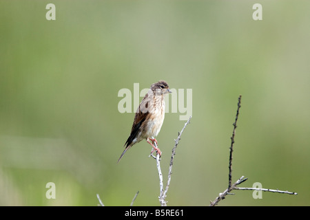 Acanthis cannabina linnet féminin au Pays de Galles, Royaume-Uni Banque D'Images