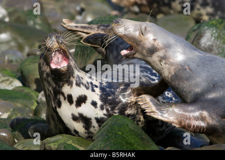 - Le phoque gris Halichoerus grypus montrant l'agression sur plage à Pembrokeshire Banque D'Images