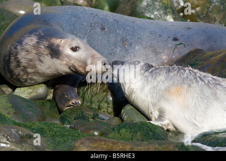 Phoque gris - Halichoerus grypus avec pup sur plage à Pembrokeshire Banque D'Images