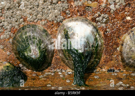 Les patelles sur un rocher Banque D'Images