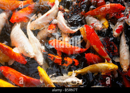 Koi nageant dans un étang à poissons. Banque D'Images