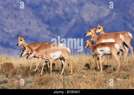 Antilope d'élevage à l'automne, Teton National Park, Wyoming Banque D'Images