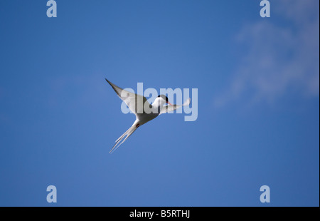 Sterne arctique (Sterna paradisaea), Reykjavik, Islande Banque D'Images