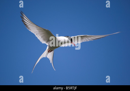 Sterne arctique (Sterna paradisaea), Reykjavik, Islande Banque D'Images