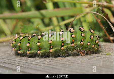 L'Empereur Moth Saturnia pavonia Caterpillar Banque D'Images