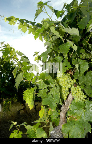 Sur les raisins d'une vigne Banque D'Images