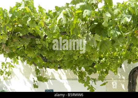 Sur les raisins d'une vigne Banque D'Images