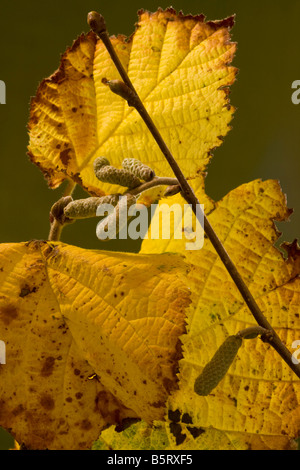 Le Noisetier Corylus avellana en automne les feuilles colorées et les jeunes chatons Dorset Banque D'Images