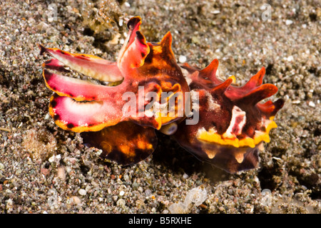 La seiche flamboyante, Metasepia pfefferi, marcher et glisser sur le fond de sable volcanique, Komodo, Indonésie. Banque D'Images