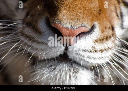 Détail Nez Les moustaches et la bouche de tigre de Sibérie Panthera tigris altaica N'Anhui en Chine NE Banque D'Images