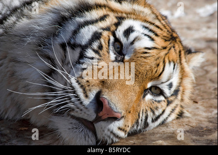 Ou Sibérie amur tiger Panthera tigris altaica portrait Chine Banque D'Images