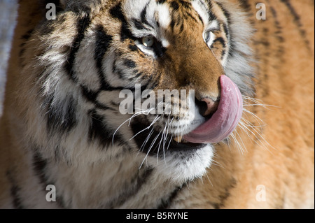 Amur ou tigre de Sibérie Panthera tigris altaica léchant le nez Banque D'Images