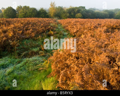 La lumière de l'automne au début de l'Aigle Banque D'Images