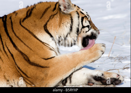 Ou d'Amur Amur tigre de Sibérie ou tigre de Sibérie Panthera tigris altaica le toilettage en léchant la fourrure sur paw dans l'Anhui en Chine Banque D'Images