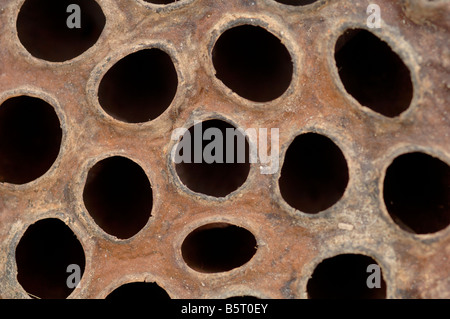 Lily Lotus sacré ou lotus Nelumbo nucifera de fruits secs avec des trous là où les graines ont été installées Banque D'Images