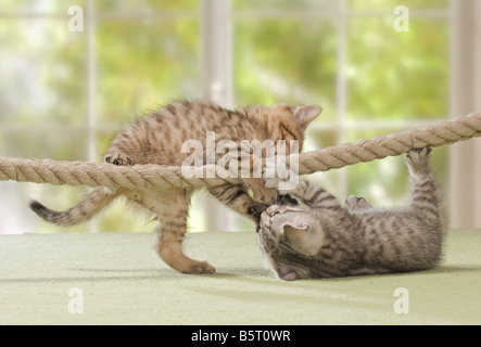 Deux chatons British Shorthair 8 semaines à corde Banque D'Images