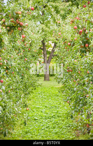 Pommes sur un arbre, Tyrol du sud, Trentin-Haut-Adige, Italie. Banque D'Images