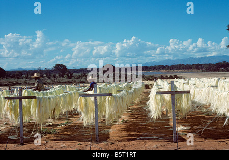 Fibres de sisal a mis dehors pour sécher après le traitement de Madagascar Banque D'Images