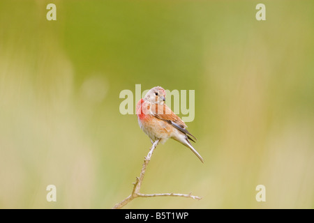 Acanthis cannabina linnet au Pays de Galles, Royaume-Uni Banque D'Images