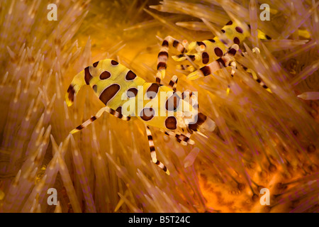 La crevette Periclimenes colemani, Coleman, sur le feu, de l'oursin, Asthenosoma varium, leur foyer, Komodo, Indonésie. Banque D'Images