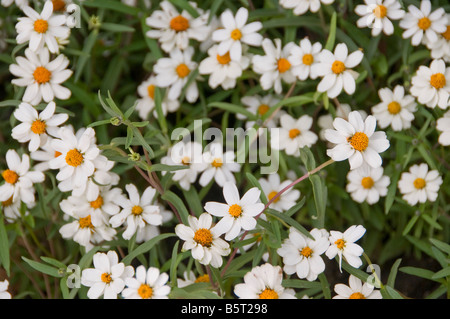 Fleurs Daisy dans un champ, close-up. Banque D'Images