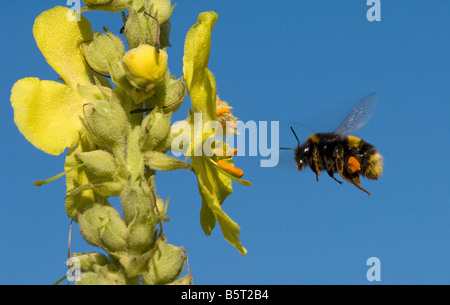 Bumblebee avec orange la charge pollinique battant à fleur de molène Verbascum Banque D'Images