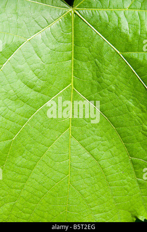 Feuille verte, close-up. Banque D'Images