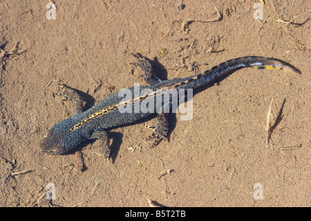 (Triturus alpestris Ichthyosaura / Mesotriton) triton alpestre, mâle Banque D'Images