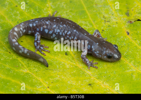 Ambystoma laterale, salamandre à points bleus Banque D'Images