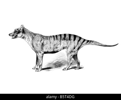 (Thylacine Thylacinus cynocephalus wolf-dirigé bouffant dog) Banque D'Images