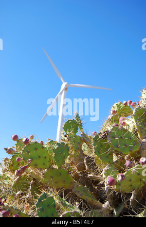 Turbine éolienne et cactii, Parque Eolico El Medano, Canaries, Tenerife, Espagne Banque D'Images